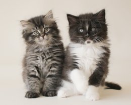 siberische kittens